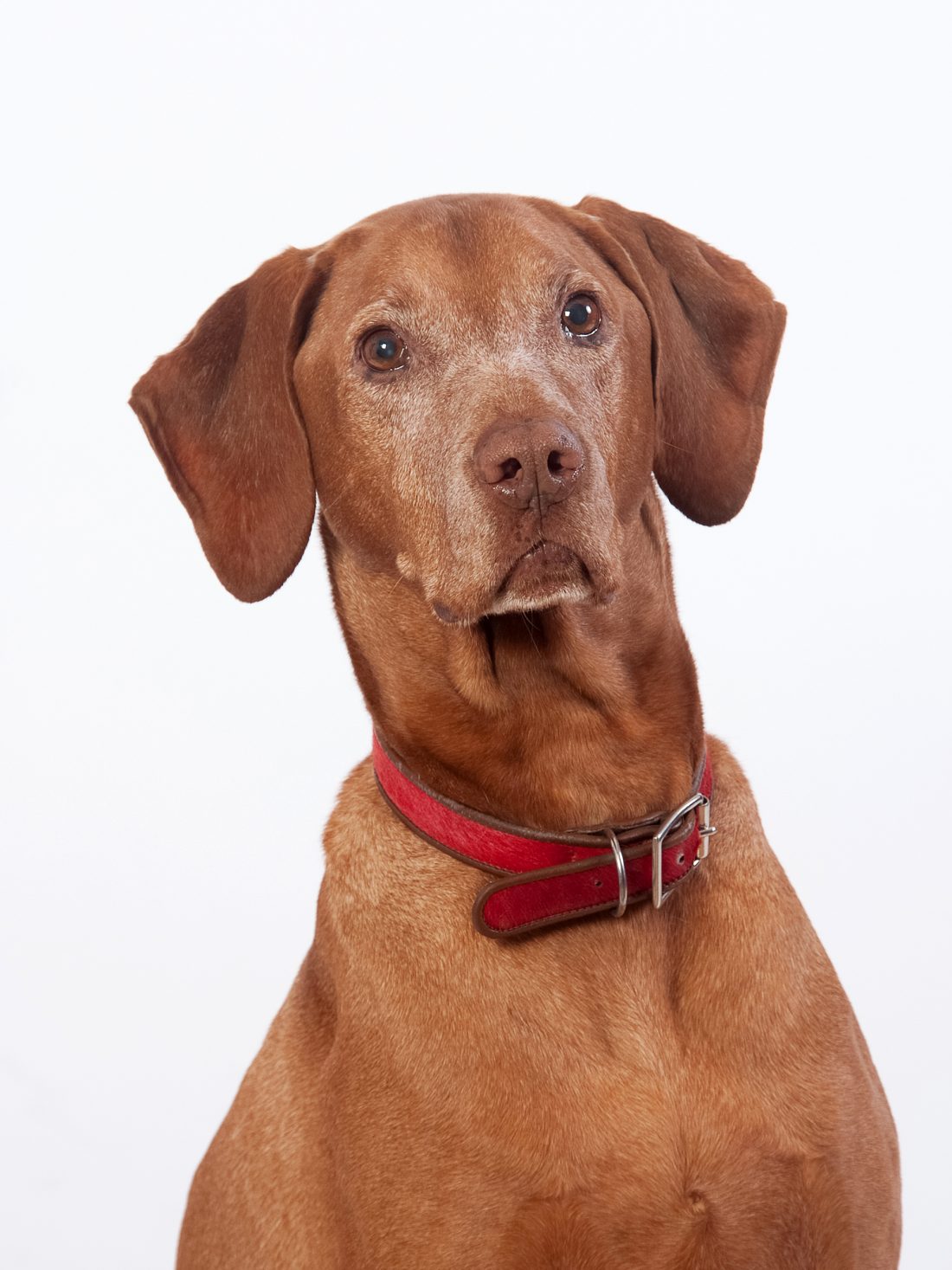 Pet Photography