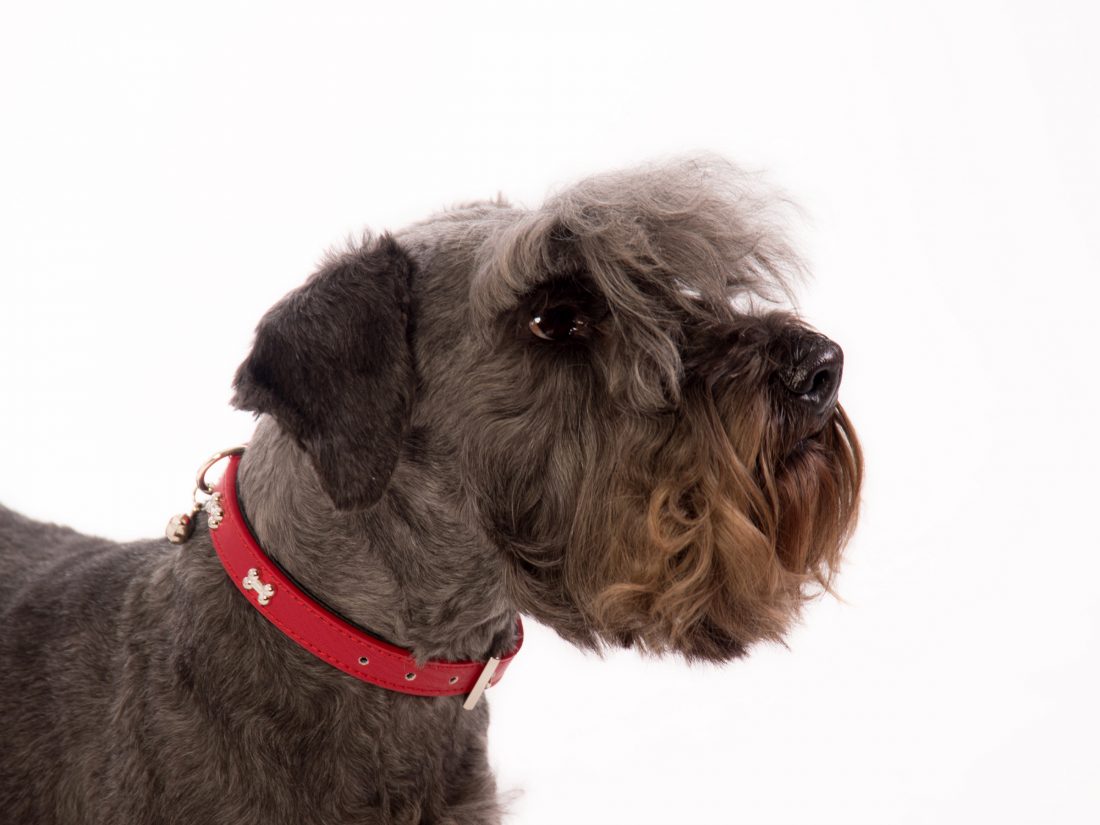 Pet Portrait