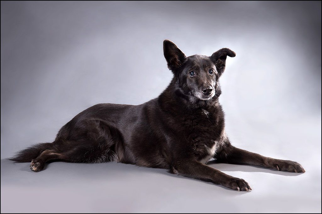 pet photography by Harrison Lord Photography