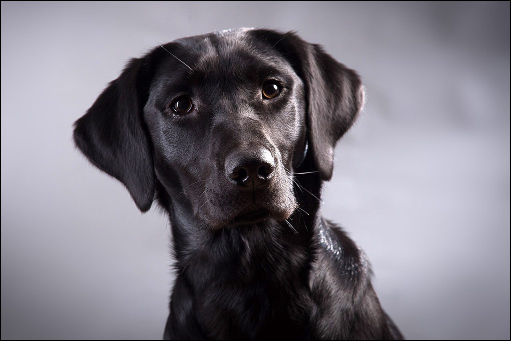 pet photography by Harrison Lord Photography