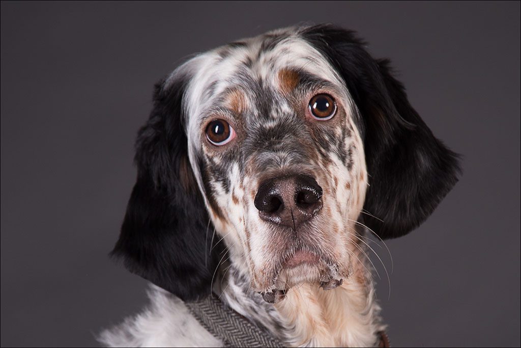 pet photography by Harrison Lord Photography