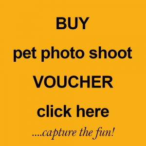 pet photo shoot voucher by Harrison Lord Photography